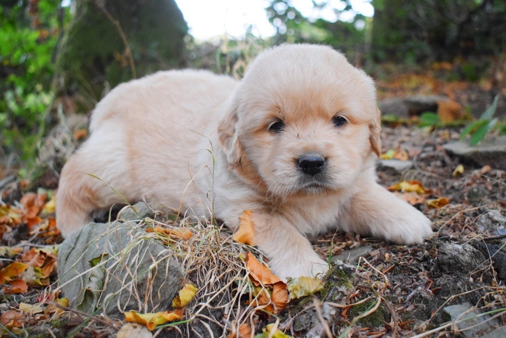 Des Terres Sacrées D'aurus - Chiots disponibles - Golden Retriever