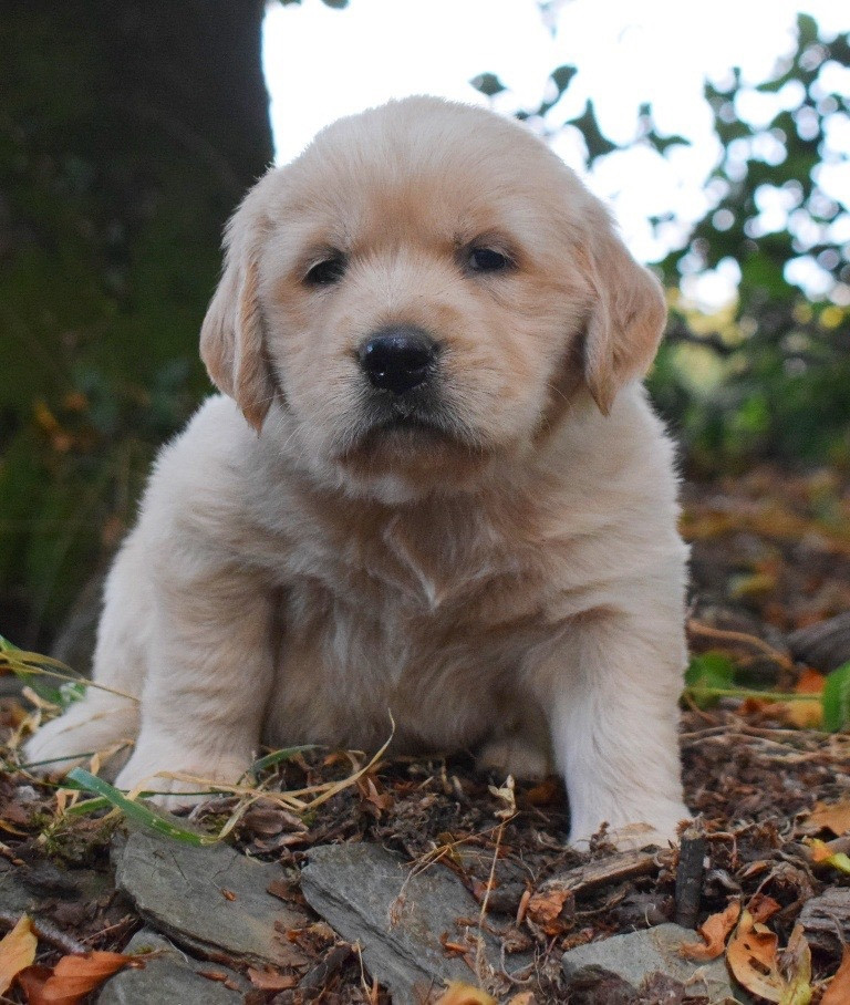 Des Terres Sacrées D'aurus - Chiots disponibles - Golden Retriever