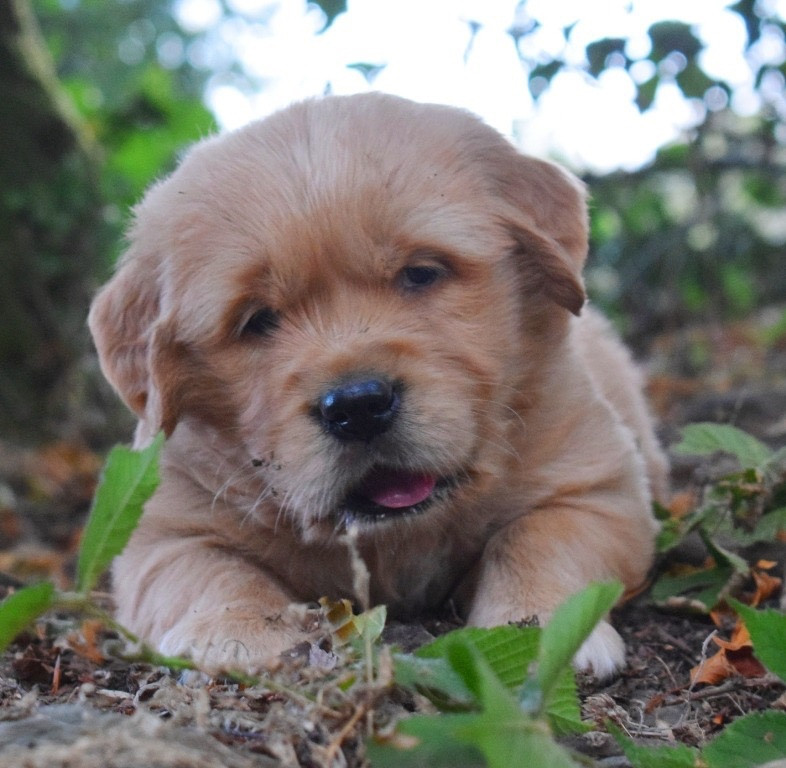 Des Terres Sacrées D'aurus - Chiots disponibles - Golden Retriever