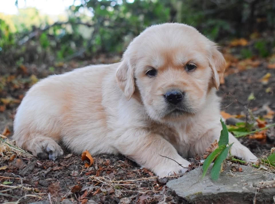 Des Terres Sacrées D'aurus - Chiots disponibles - Golden Retriever