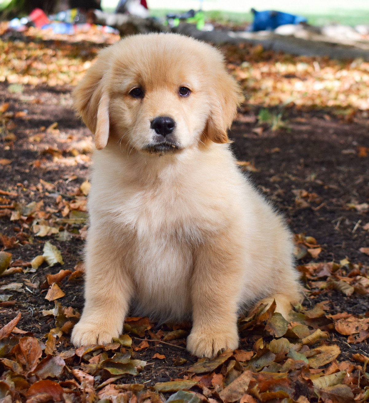 Des Terres Sacrées D'aurus - Chiots disponibles - Golden Retriever