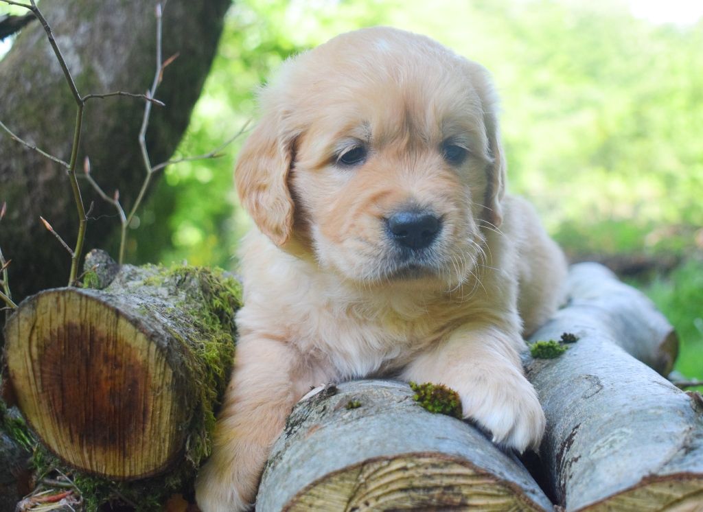 Des Terres Sacrées D'aurus - Chiots disponibles - Golden Retriever
