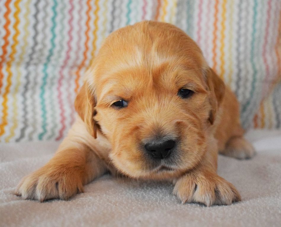 Des Terres Sacrées D'aurus - Chiots disponibles - Golden Retriever