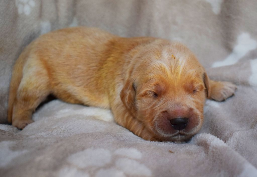 Des Terres Sacrées D'aurus - Chiots disponibles - Golden Retriever