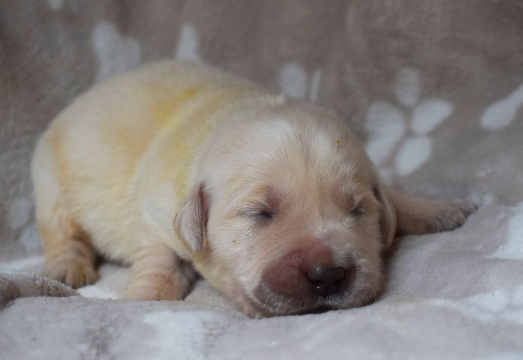 Des Terres Sacrées D'aurus - Chiots disponibles - Golden Retriever
