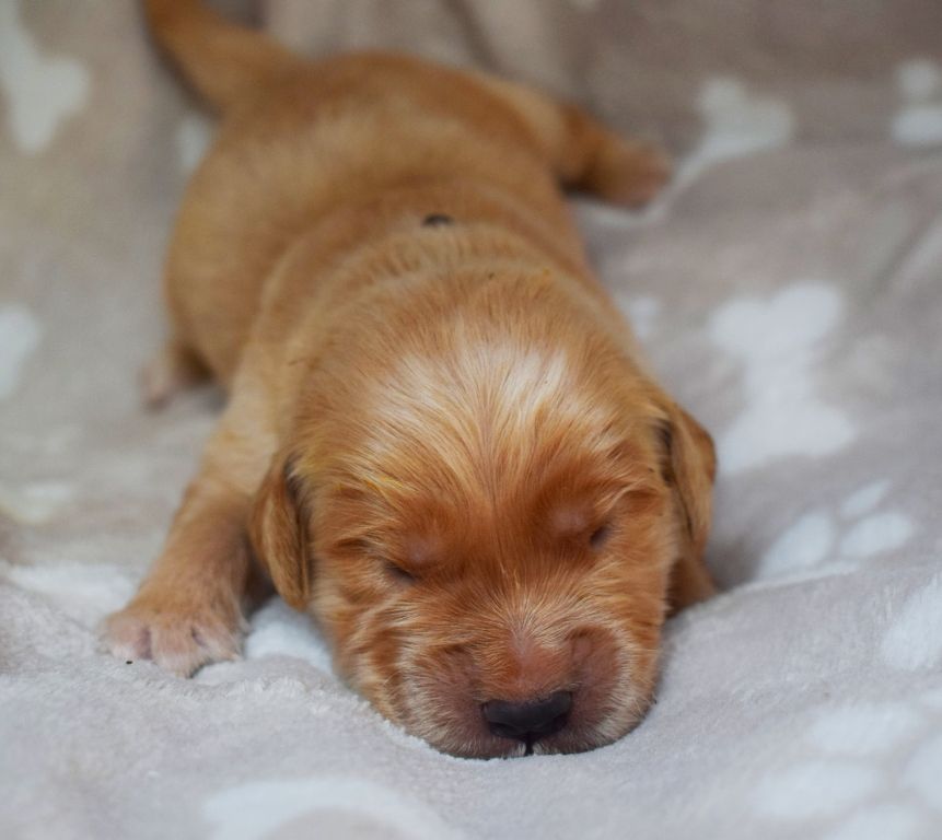 Des Terres Sacrées D'aurus - Chiots disponibles - Golden Retriever