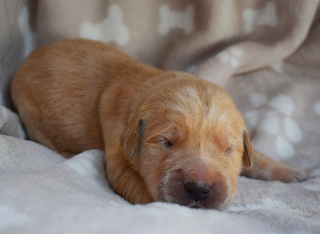 Des Terres Sacrées D'aurus - Chiots disponibles - Golden Retriever