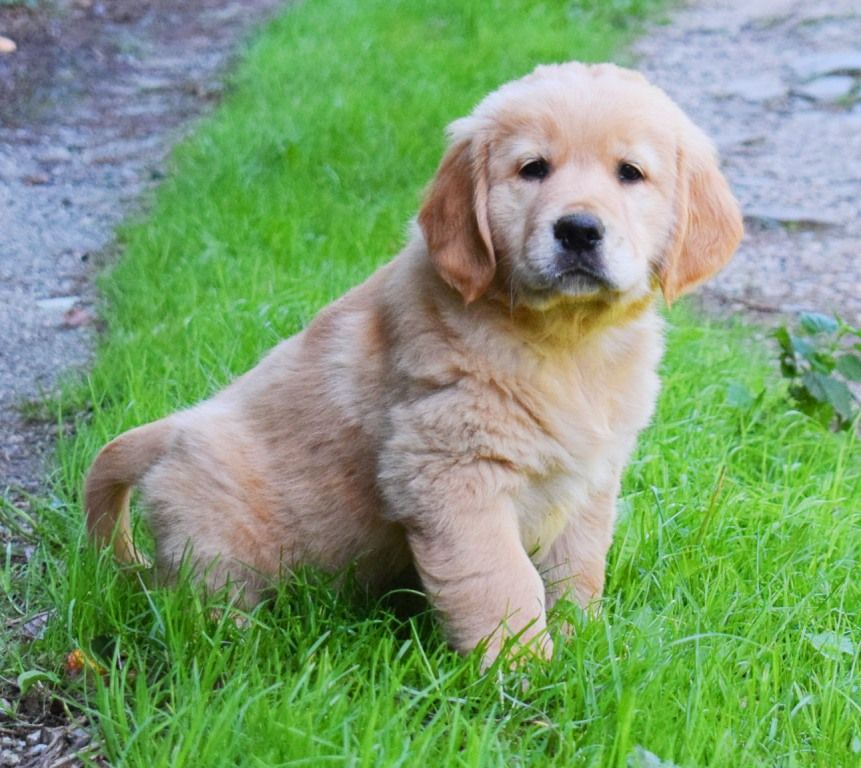 Des Terres Sacrées D'aurus - Chiots disponibles - Golden Retriever