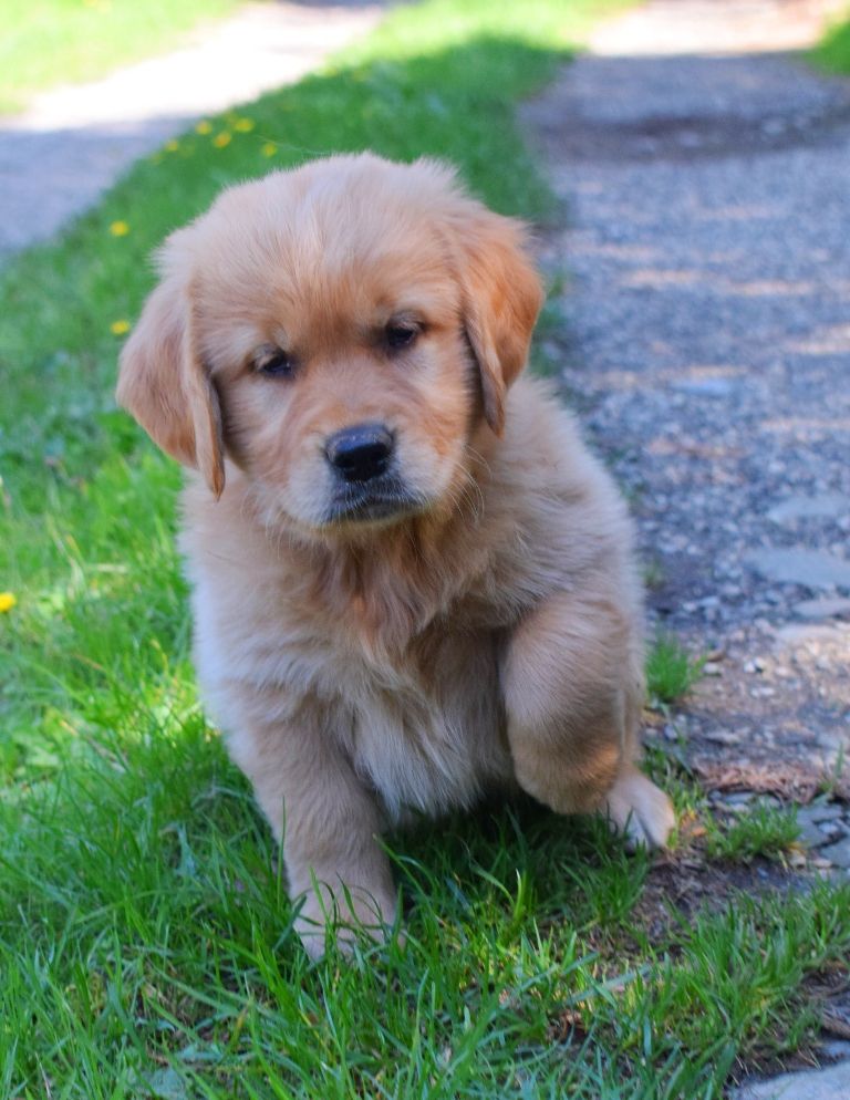 Des Terres Sacrées D'aurus - Chiots disponibles - Golden Retriever