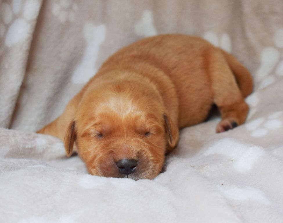 Des Terres Sacrées D'aurus - Chiots disponibles - Golden Retriever