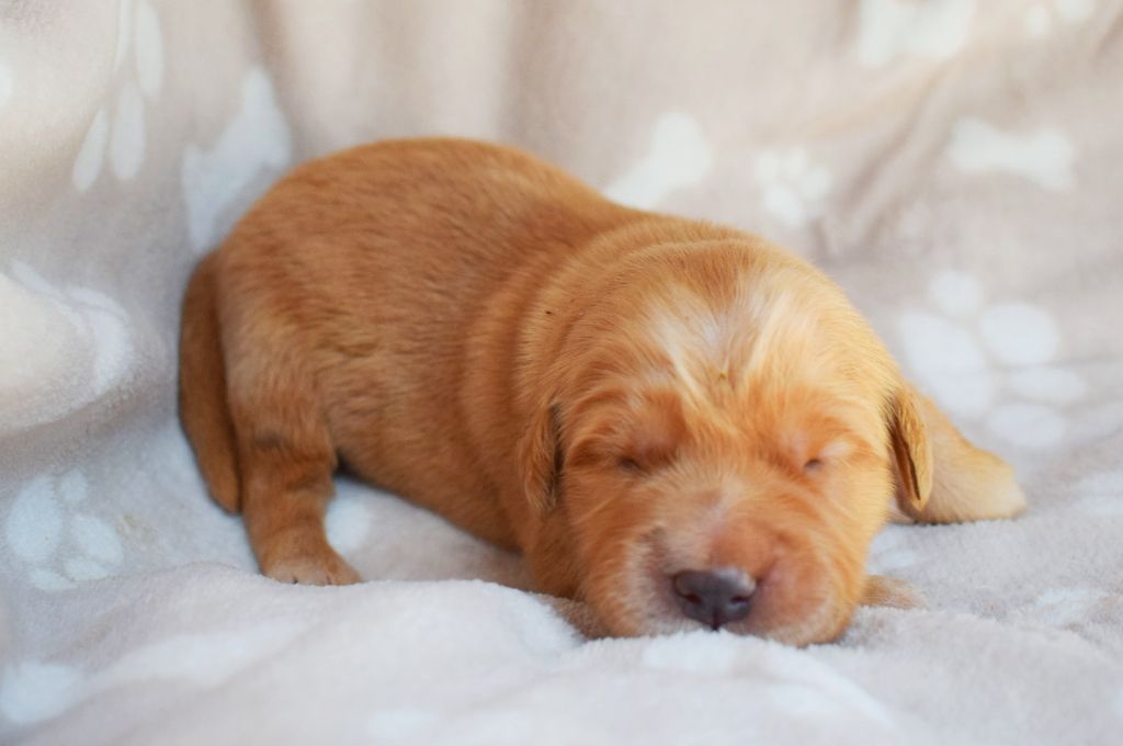Des Terres Sacrées D'aurus - Chiots disponibles - Golden Retriever