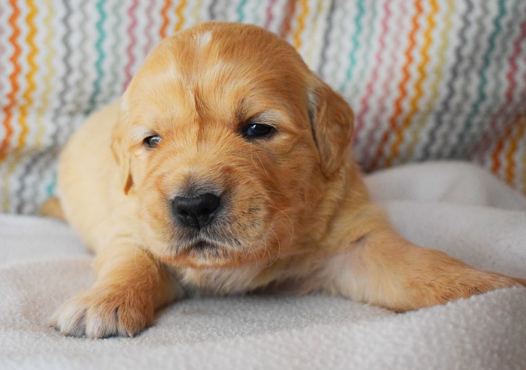 Des Terres Sacrées D'aurus - Chiots disponibles - Golden Retriever