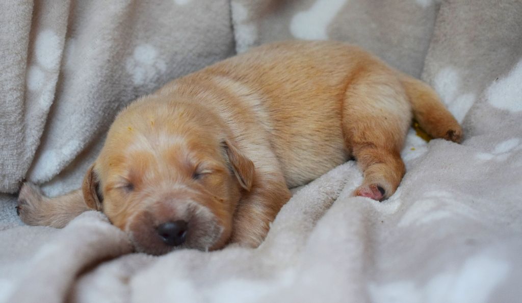 Des Terres Sacrées D'aurus - Chiots disponibles - Golden Retriever