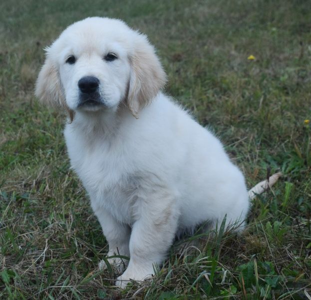 Rousseau des Terres Sacrées d?Aurus 