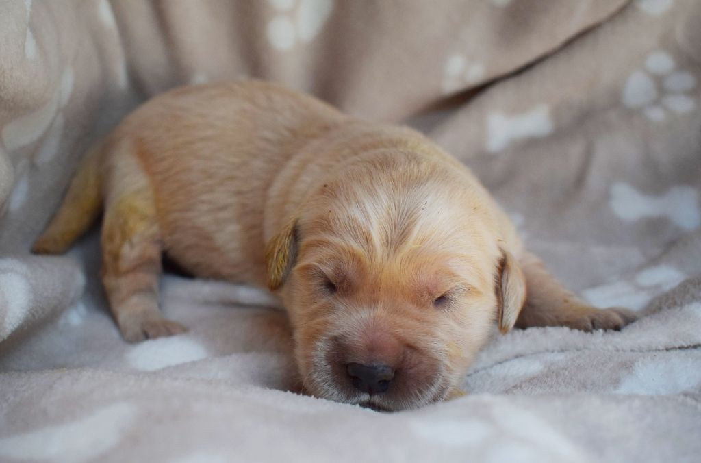 Des Terres Sacrées D'aurus - Chiots disponibles - Golden Retriever